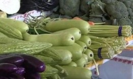 吃一千年苦莲瓜笋,一笋成甘——探寻苦莲瓜笋的传奇之旅