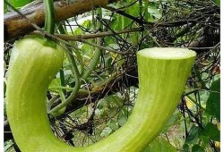 米开朗吃瓜,一场味蕾与艺术的碰撞之旅