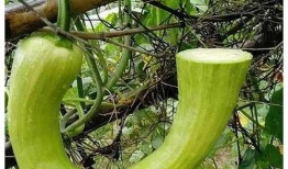 米开朗吃瓜,一场味蕾与艺术的碰撞之旅