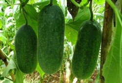 吃瓜种瓜得瓜,揭秘瓜果生长的奇妙之旅