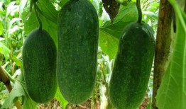 吃瓜种瓜得瓜,揭秘瓜果生长的奇妙之旅