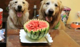 梦见狗狗吃瓜,狗狗吃瓜背后的神秘寓意