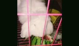 企鹅吃瓜视频,揭秘动物界的“娱乐圈”