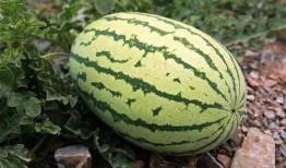 国内吃瓜在钱,揭秘国内“吃瓜群众”的金钱游戏