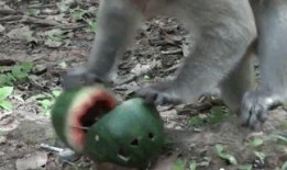 猴王吃瓜有动作,瓜果飘香动作瞬间