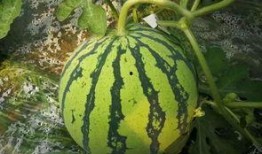 吃瓜群众坐等吃大瓜,吃瓜群众狂欢盛宴