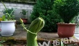 花卉园吃瓜,花卉园里吃瓜趣事多