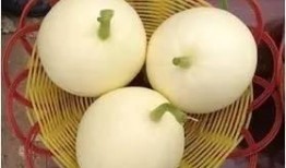 吃的小白瓜可以做瓜种吗,探索瓜种培育新途径