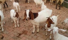 牛羊吃麻瓜吗,揭秘动物世界的饮食奥秘