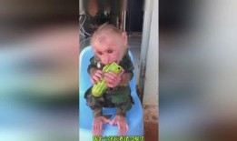 猴哥解说吃瓜,猴哥带你领略吃瓜界的欢乐盛宴