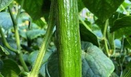 青夏吃瓜小说,一场关于青春与梦想的甜蜜角逐