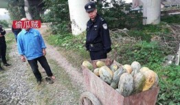 郓城吃瓜事件真相,揭开真相背后的曲折与反思