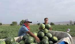 西湖吃瓜现场,夏日街头美食盛宴