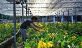 好实惠吃瓜节,夏日狂欢，尽享美味与欢乐