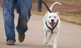 吃瓜看戏遛狗值班,吃瓜看戏，遛狗值班，尽享悠闲时光