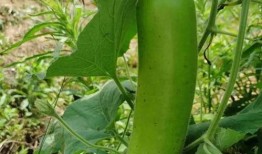 瓠子瓜如何吃,解锁健康美味新体验