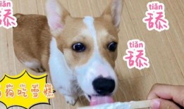 梦见狗狗吃瓜,狗狗吃瓜背后的神秘寓意