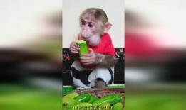 猴哥解说吃瓜,猴哥带你领略吃瓜界的欢乐盛宴