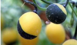 吃吊瓜苦想吐,引发食欲与反思之旅