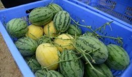 最近最大的吃瓜,揭秘明星幕后真相，揭秘事件背后惊人内幕