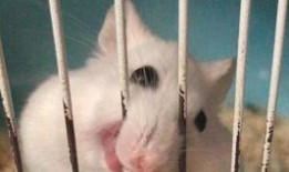 胡萝北吃瓜,揭秘娱乐圈的甜蜜与苦涩