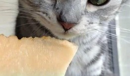 吃瓜猫咪影视大全,盘点热门影视，带你领略猫界风采