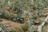 吃瓜被骗缅甸,一场跨境诈骗的黑色产业链