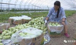 罗庄镇老师吃瓜,一场校园风波背后的真相