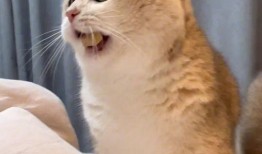 吃瓜群众型猫,揭秘吃瓜群众型猫咪的趣味生活