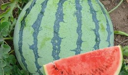 繁星中吃瓜是什么,揭秘“吃瓜”背后的文化现象