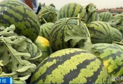 菏泽吃瓜新事件视频,揭秘幕后真相与网络热议