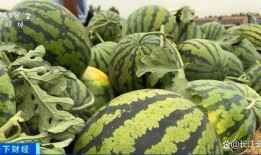 菏泽吃瓜新事件视频,揭秘幕后真相与网络热议