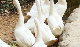 瓜州吃鹅,探寻鹅肉的独特风味