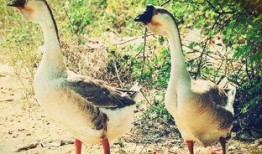 瓜州吃鹅,探寻鹅肉的独特风味