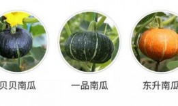 吃虫的瓜,探寻自然界的奇妙共生现象