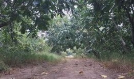 涞水县吃瓜,探寻当地特色美食之旅