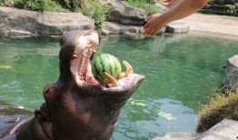 边吃瓜边游玩,畅享夏日休闲新体验