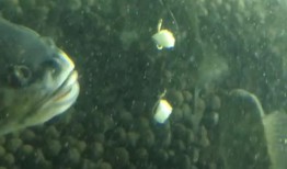 小海吃瓜视频,揭秘娱乐圈幕后故事，带你领略明星真实生活