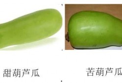 吃葫芦瓜腰酸咋回事,揭秘饮食与健康的关系