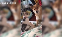 猫咪吃瓜震惊粤语,网友直呼“震惊”