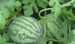 孕妇可吃矮瓜吗