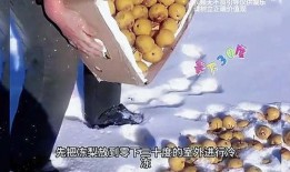 南北吃瓜的差异,吃瓜文化的地域差异大揭秘