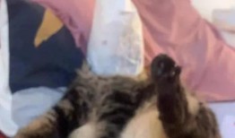 大狸吃瓜,揭秘娱乐圈幕后故事