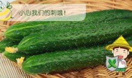 雄瓜怎么吃最好,探索最佳食用之道