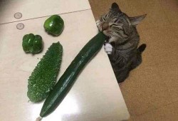 猫吃胶瓜,揭秘胶瓜的诱惑与风险