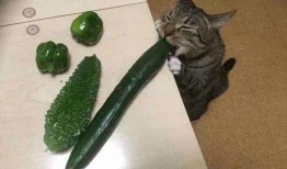 猫吃胶瓜,揭秘胶瓜的诱惑与风险