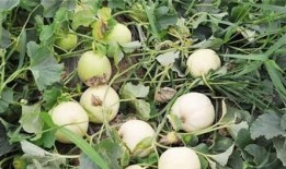 白兰瓜咋吃的,解锁美味新体验