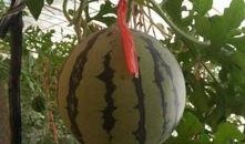 吊瓜怎么吃吊瓜怎么吃,吊瓜美味食法大揭秘