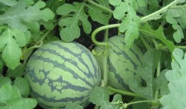 韩城4个吃瓜,揭秘当地特色美食背后的故事