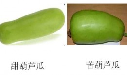 移植后可以吃葫芦瓜吗,移植术后葫芦瓜食用指南